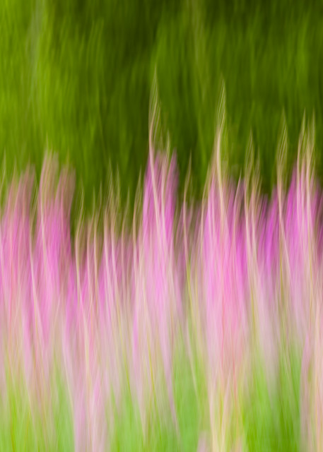 In-camera motion blur of Common Fireweed (Epilobium angustifolium) at Eklutna Valley in Southcentral Alaska. Summer. Afternoon.