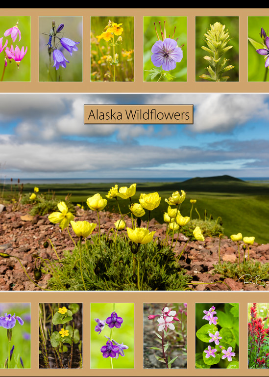 Poster of Alaska Wildflowers