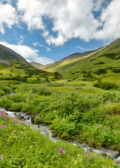Field of wildflowers in Chugach National Forest along Palmer Creek Valley in Southcentral Alaska. Summer. Afternoon.