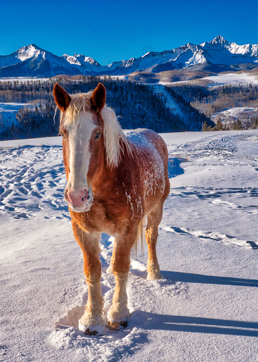 Horse On A Chilly Morning Photography Art | Peter Batty Photography