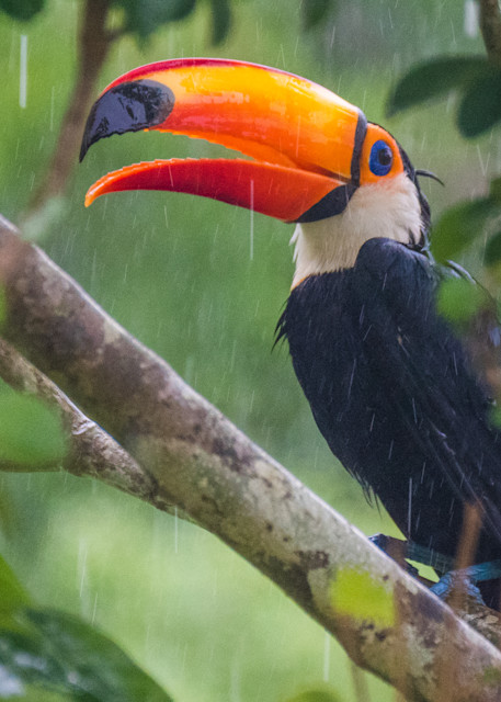 Toucan In The Rain Photography Art | Peter Batty Photography