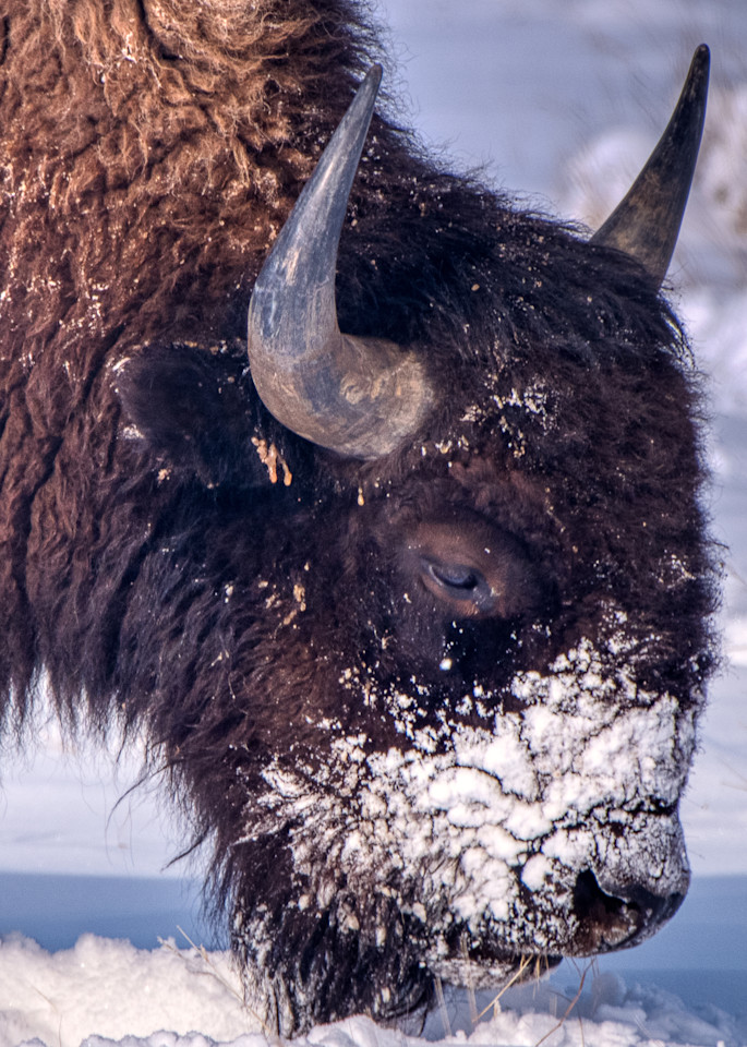 Bison In The Snow Iii Photography Art | Peter Batty Photography