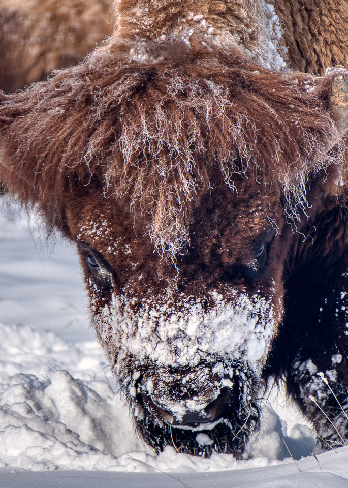 Bison In The Snow I Photography Art | Peter Batty Photography