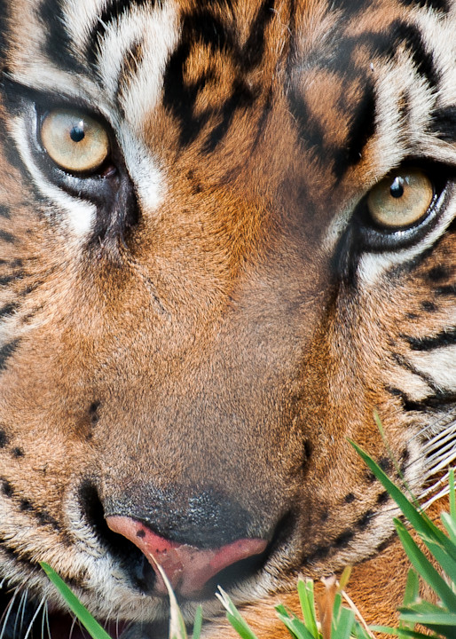 Tiger-Eyes-Photograph