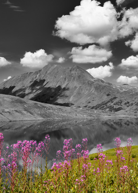 Common Fireweed (Epilobium augustifolium) adorns Lost Lake and the Kenai Mountains in Southcentral Alaska. Summer. Afternoon.