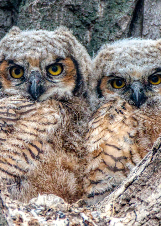 Owlets In Their Nest Photography Art | Peter Batty Photography