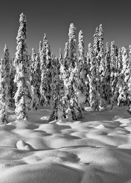 Composite panorama of snow-covered spruce trees in late afternoon sun in winter in Southcentral Alaska. Afternoon.