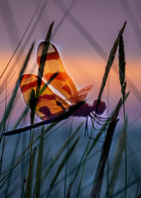 Dragonfly Photography Art | Fire Sign Creations, LLC
