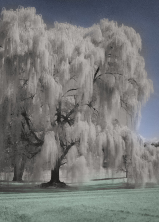 Weeping Willow Tree   Infrared Art | Drew Campbell Photography