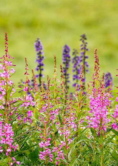 Fireweed And Larkspur Photography Art | Ray Bulson Photography