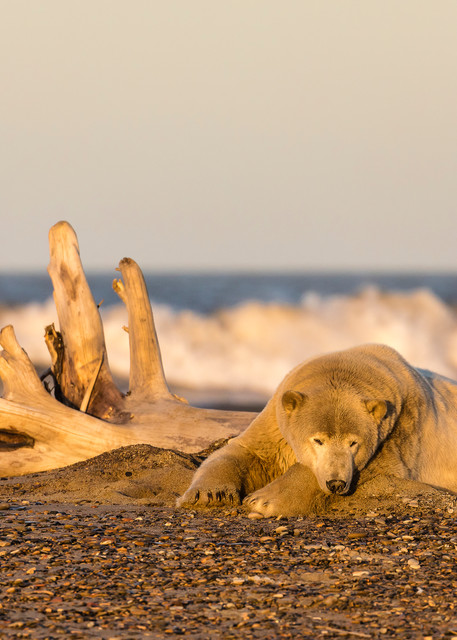 The setting sun illuminates a Polar Bear (Ursus maritimus) resting along the Beaufort Sea waiting for the ocean to freeze to forage for seals in Kaktovik, Alaska. Autumn.