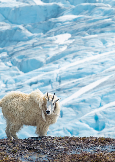 Mountain Goat (Oreamnos americanus) above the Exit Glacier in Kenai Fjords National Park in Southcentral Alaska. Summer. Afternoon.