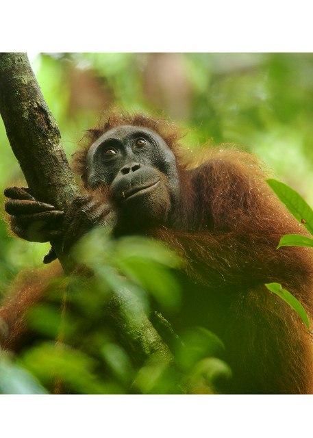 Bornean Orangutan female contemplating life in the rain forest.