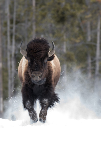 Bison Running Art | Drew Campbell Photography