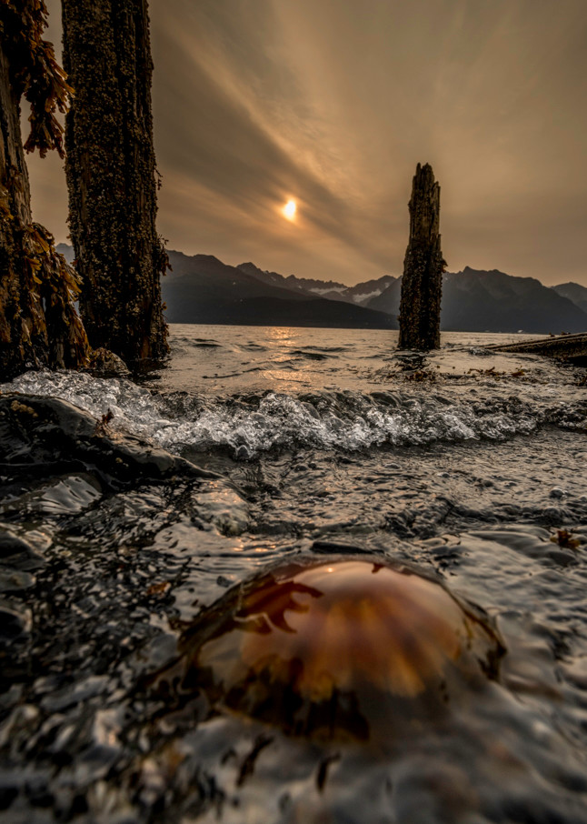 Jellyfish sunrise, Alaska