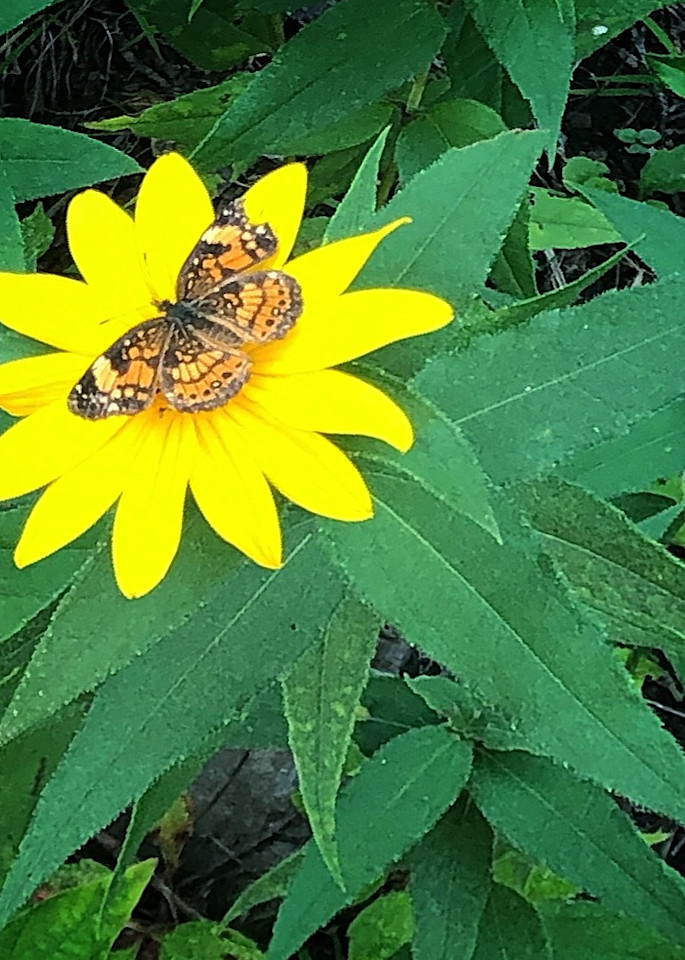 butterflyflower
