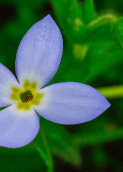 Bluet Blossom Art | Drew Campbell Photography