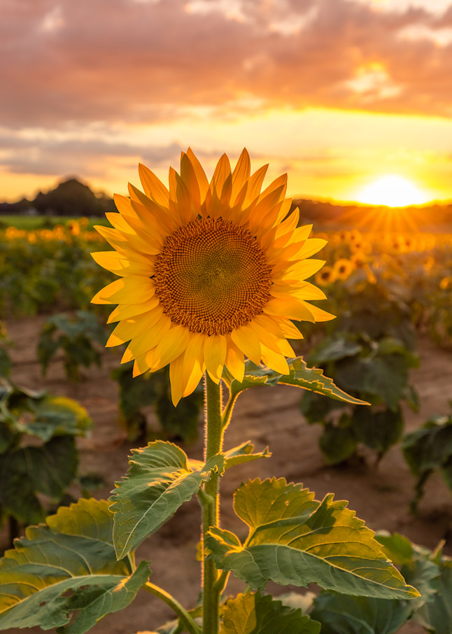 Portrait of a Sunflower
