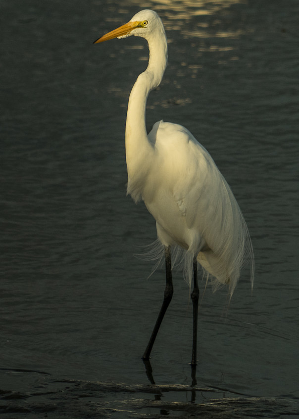 Great White Heron Art | Drew Campbell Photography