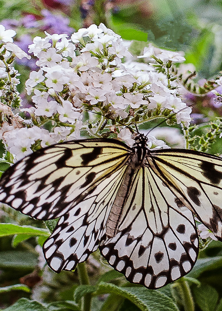White Lace Butterfly