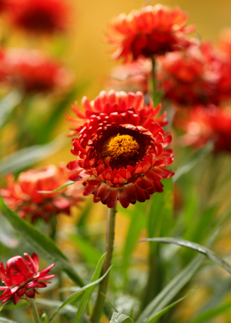 Red Mums At Tower Grove Park Art | Moore Design Group