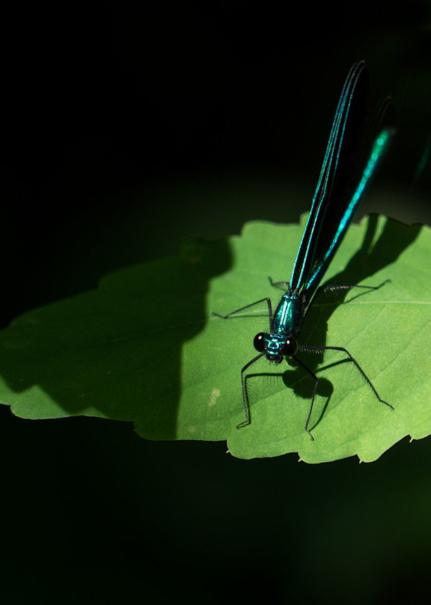 Dragonfly  Art | Drew Campbell Photography
