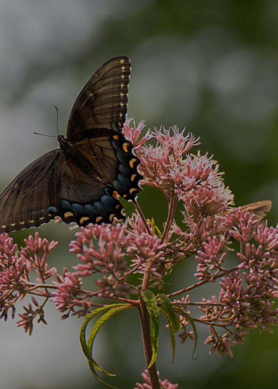 Butterfly On Joe Pye Weed Art | Drew Campbell Photography