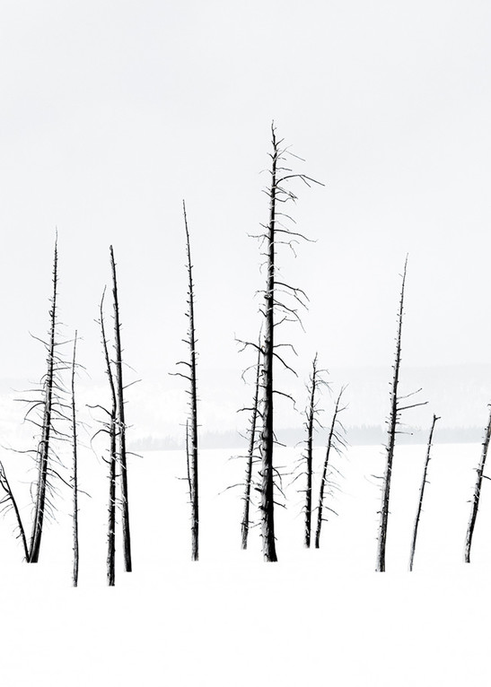 Trees In Yellowstone Art | Drew Campbell Photography