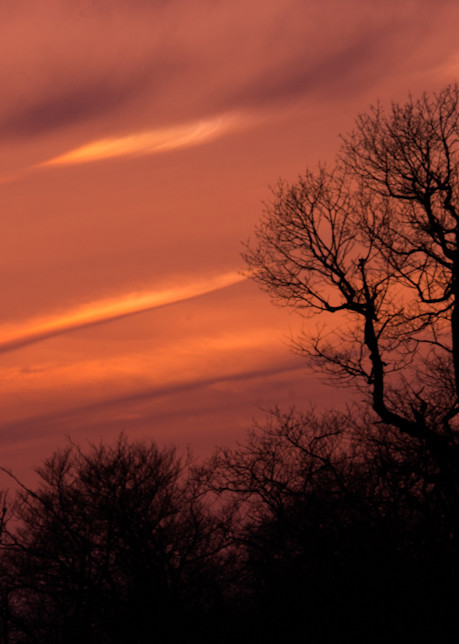 Trees At Sunset Art | Drew Campbell Photography