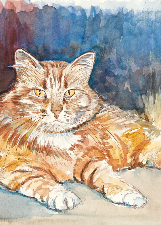 orange cat, pet animal