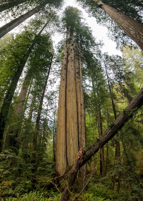 Redwood Grove Panoramic Photography Art | Catherine Balck Photography