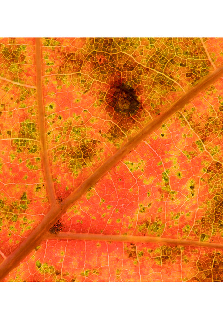 Photograph of a closeup maple leave in fall colors printed on fine art paper.