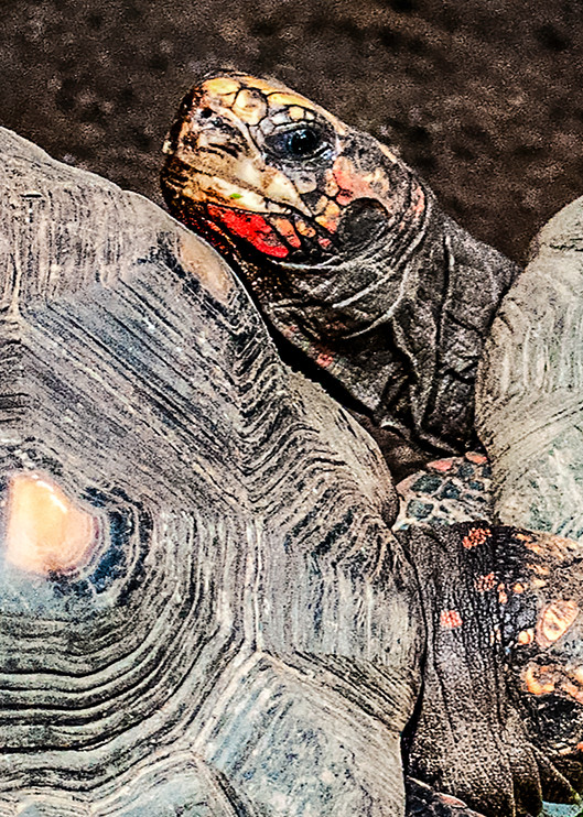 Tortoises 2016