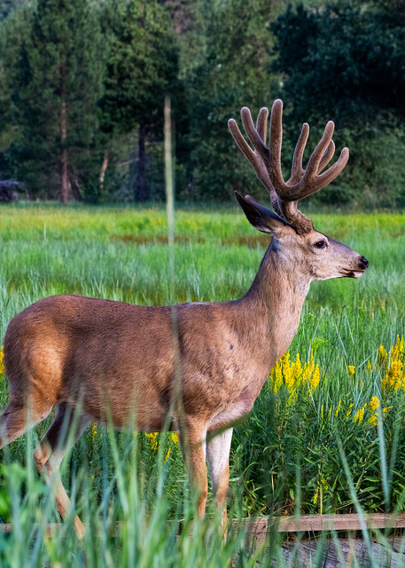 Mule Deer In Meadow Photograph For Sale As Fine Art