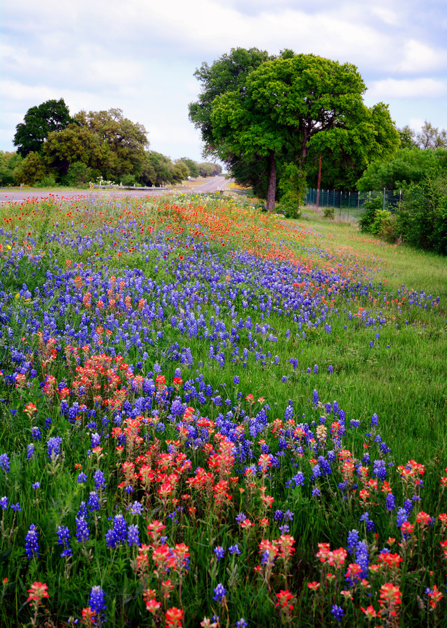 Hill Country Wildflowers