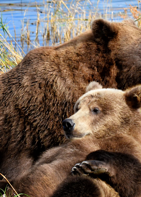Katmai Brown Bears