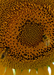 Sunflower With Bees Photography Art | templeimagery
