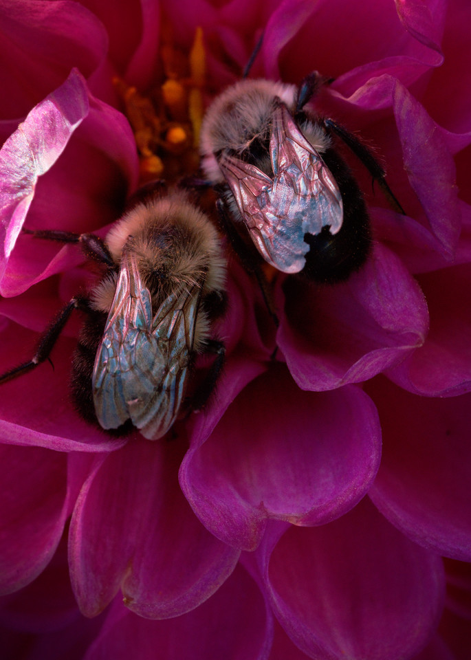 Pink Flower With Bees Photography Art | templeimagery