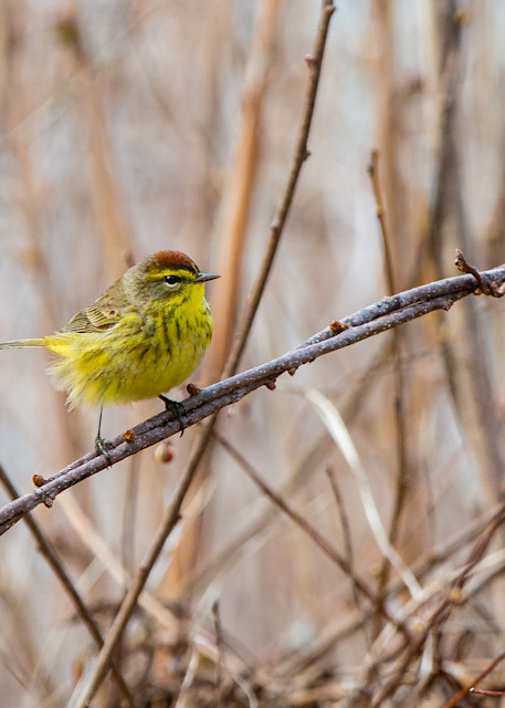 Yellow Warbler Migration Photography Art | Nathan Larson Photography