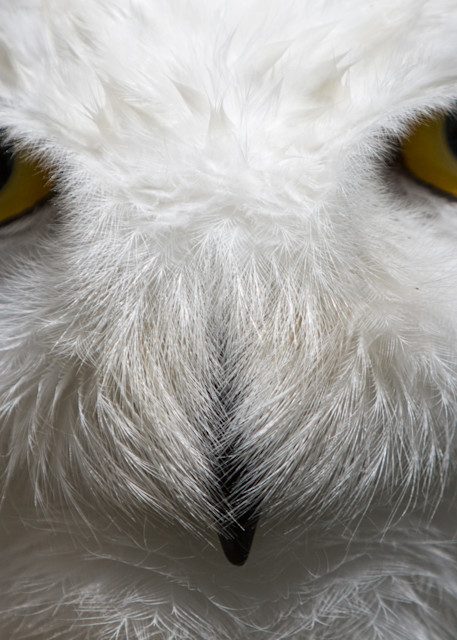 Snowy Owl Stare Photography Art | Nathan Larson Photography
