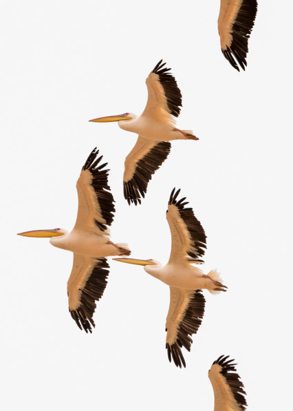 Pelicans in vertical panorama