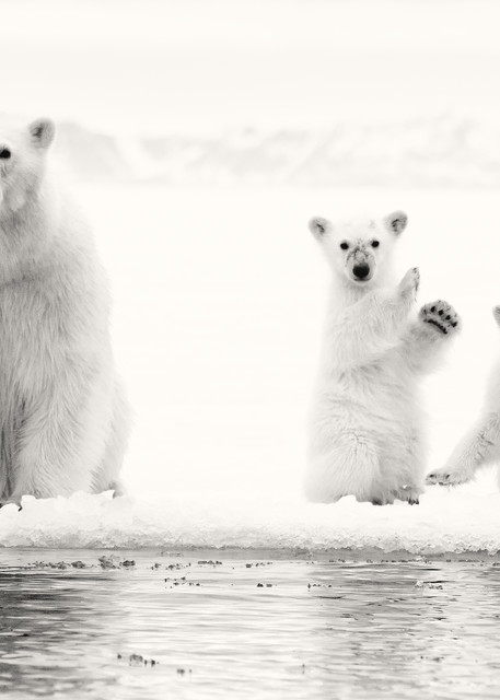 Ice Bears, Grayscale Photography Art | templeimagery