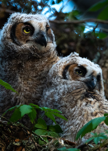 A Great Horned Owlet Portrait