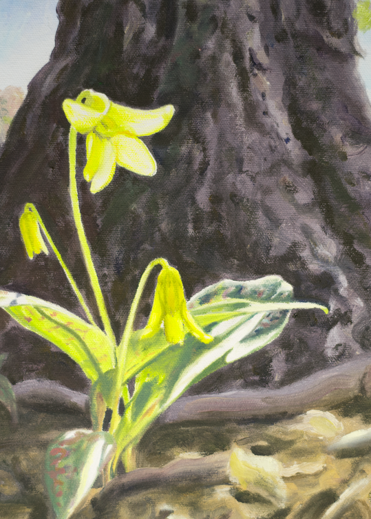 Trout Lily Wild Flower Art for Sale