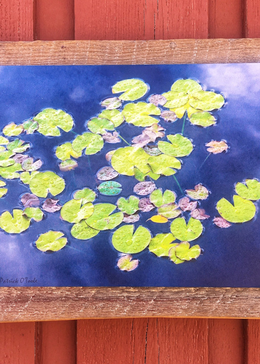 Patrick O'Toole Photography hand crafted barn wood mount with Water Lillies gilée.
