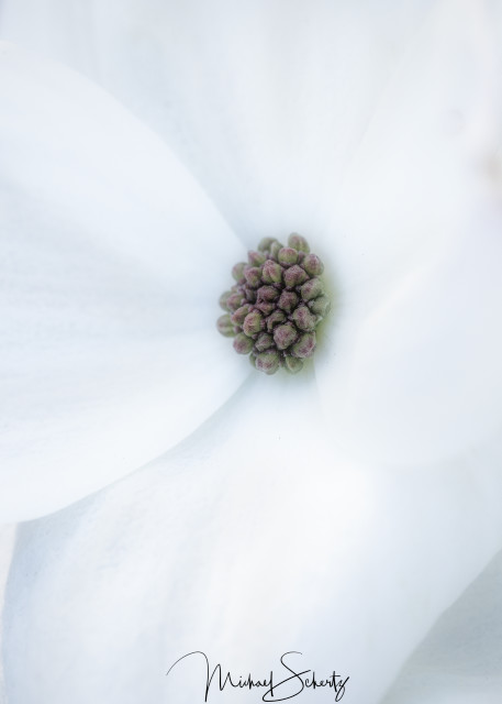 Full Blooming Dogwood Photography Art | dynamicearthphotos