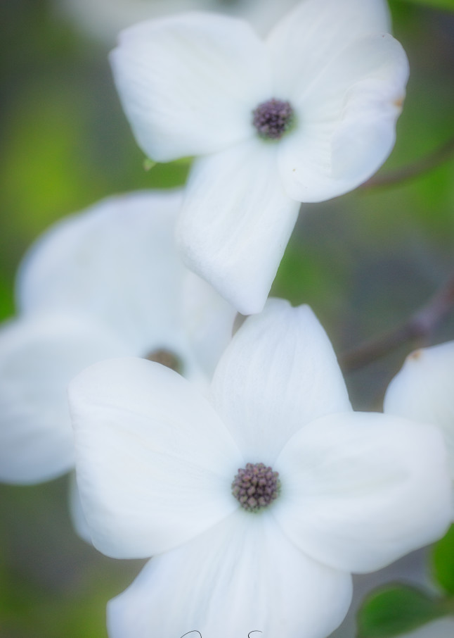 Dogwood Blossoms Iii Photography Art | dynamicearthphotos