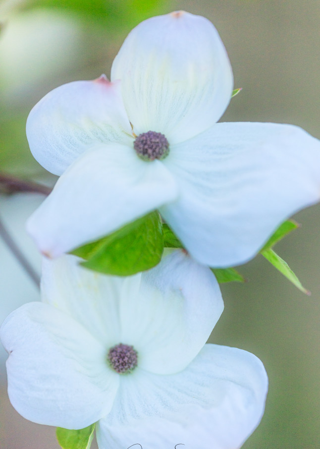 Stacked Dogwood Blooms Photography Art | dynamicearthphotos