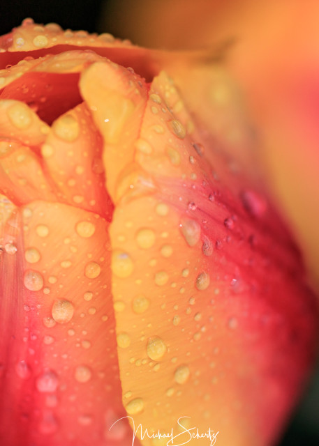 Tulips & Raindrops Photography Art | dynamicearthphotos