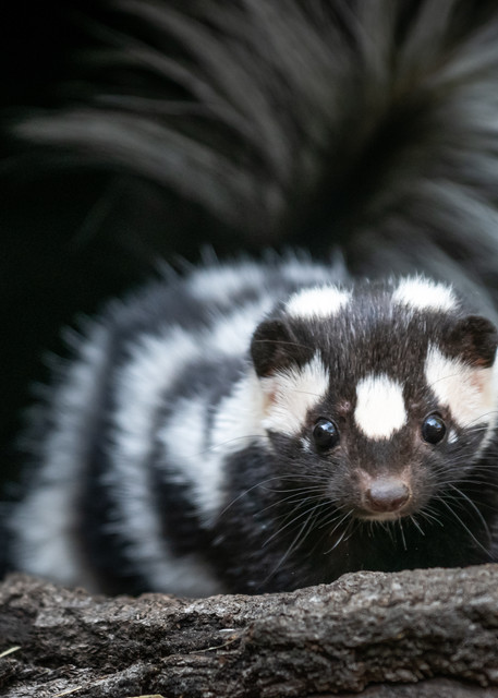 Spotted Skunk in a Hollow Log